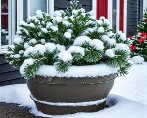 Pflanzkübel im Winter: So schützen Sie Ihre Pflanzen