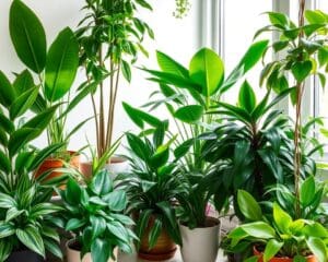 Die besten Zimmerpflanzen für ein gesundes Raumklima