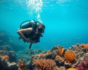 Tauchlehrer: Die schönsten Unterwasserwelten entdecken