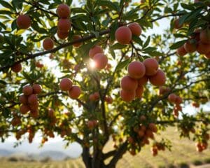 Kann ein Spalierbaum auch Früchte tragen?