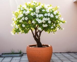 Kann ein Kirschbaum auch im Kübel wachsen?