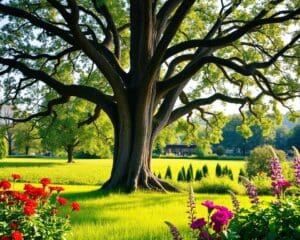 Kann man eine Eiche im Garten pflanzen?