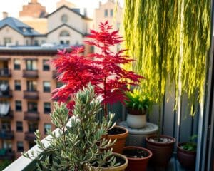 Welche Baumart passt auf einen Balkon?
